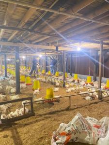 Panen Perdana 2.000 Ekor Ayam Broiler Unit Peternakan BUMNag
