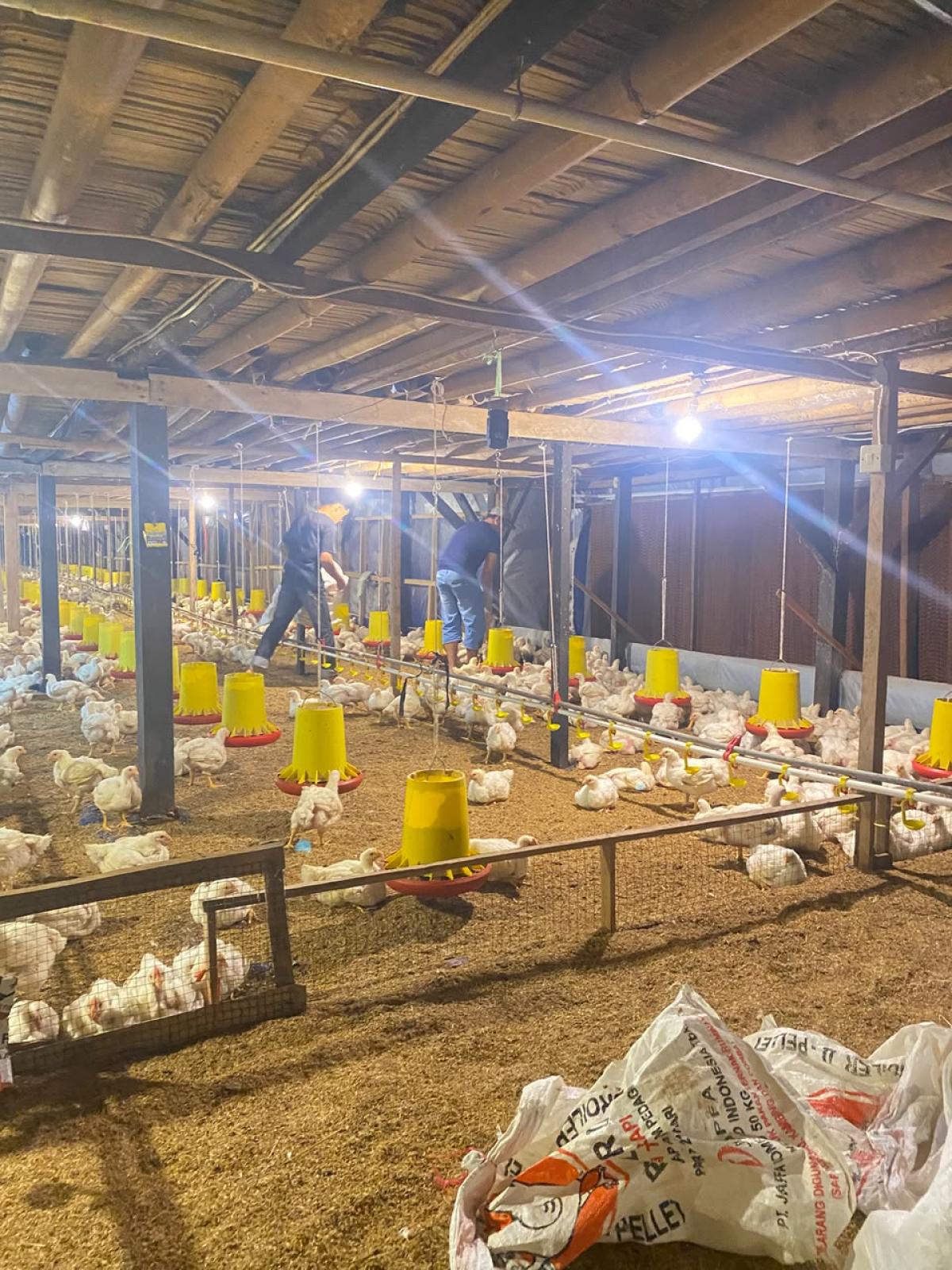 Panen Perdana 2.000 Ekor Ayam Broiler Unit Peternakan BUMNag