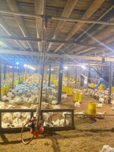 Ayam Broiler Hidup